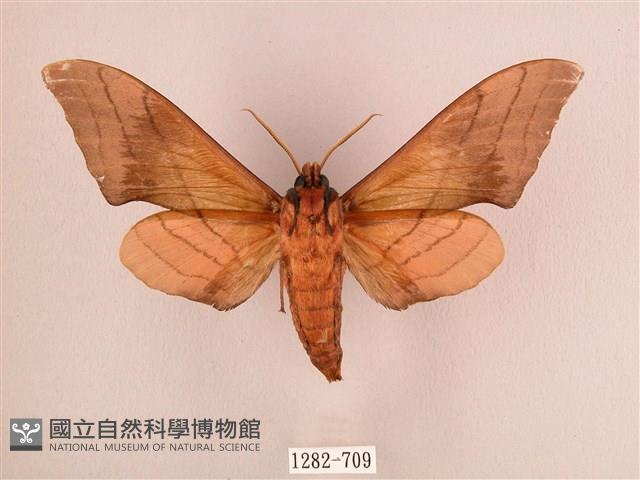 直翅六點天蛾藏品圖，第2張