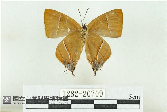 Accession Number:001282-20709 Collection Image, Figure 2, Total 3 Figures
