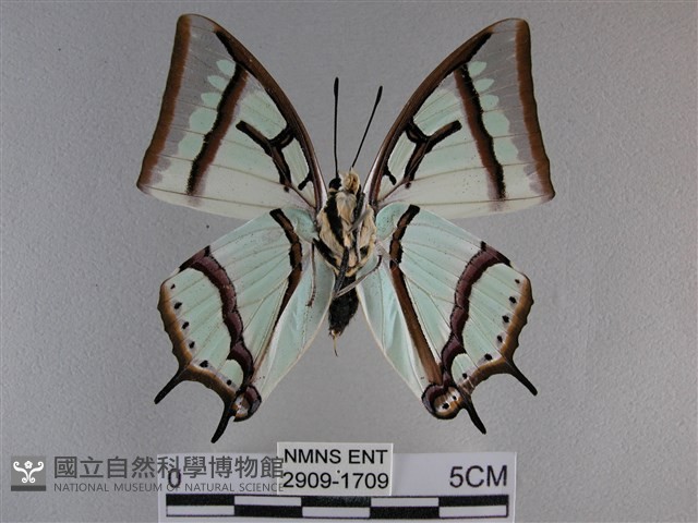 小雙尾蛺蝶藏品圖，第2張