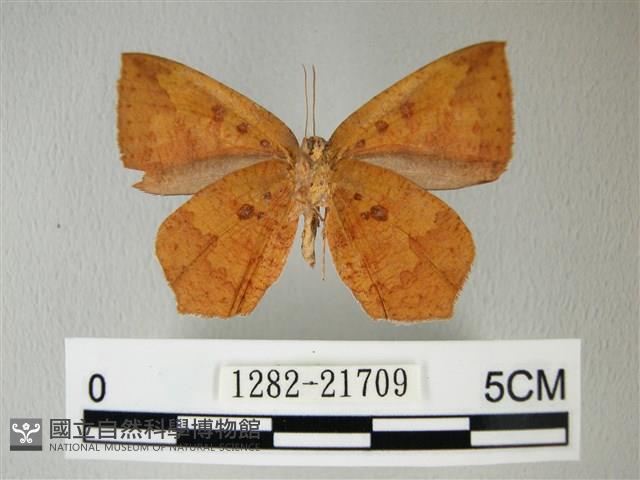 隱錨紋蛾藏品圖，第2張