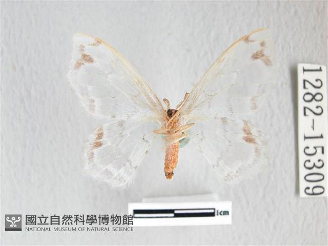 阿里山銀鉤蛾藏品圖，第2張