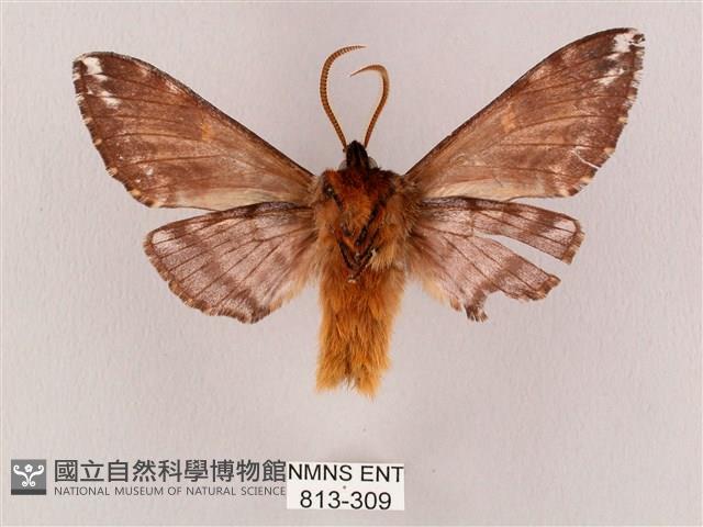 井上氏絨毛天蛾藏品圖，第2張