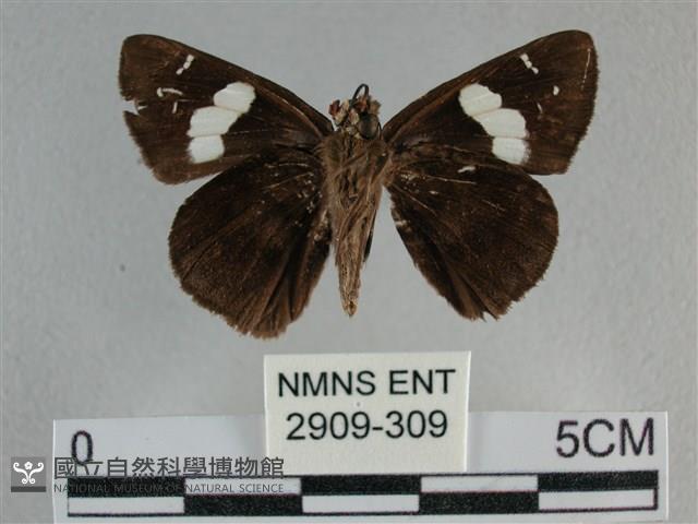 曲紋袖弄蝶藏品圖，第2張