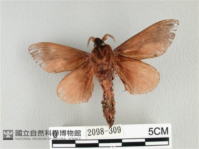 大褐斑枯葉蛾藏品圖，第2張