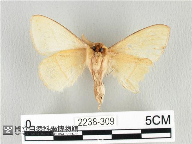 青枯葉蛾藏品圖，第2張