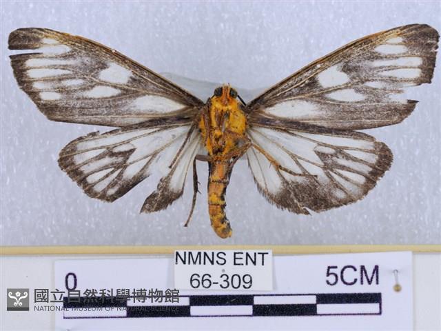 巨網燈蛾藏品圖，第2張