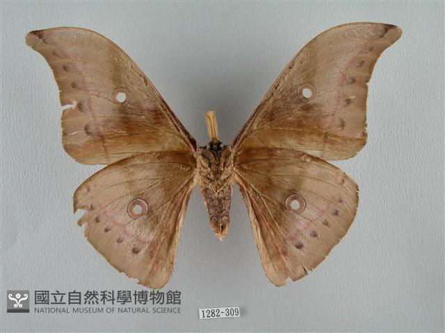 姬透目天蠶蛾藏品圖，第2張