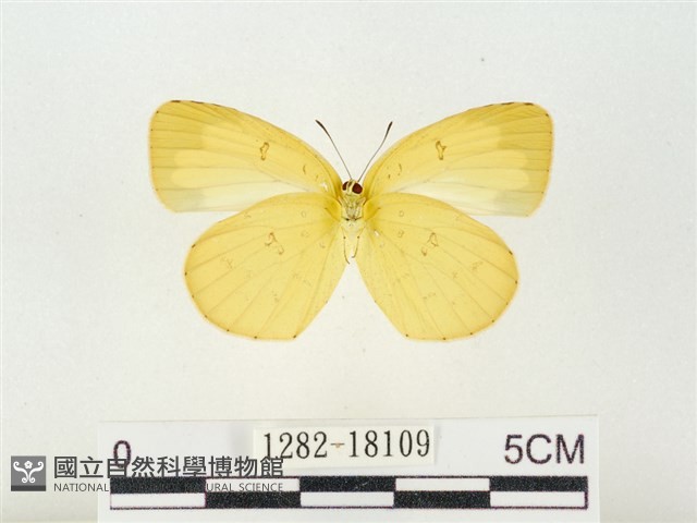 島嶼黃蝶、江崎黃蝶藏品圖，第2張