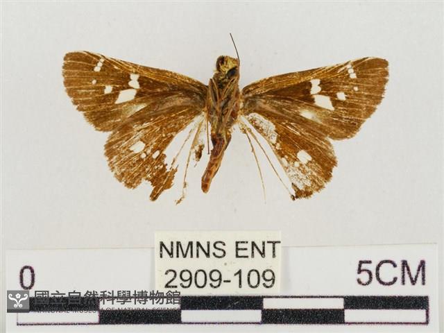 碎紋孔弄蝶藏品圖，第2張