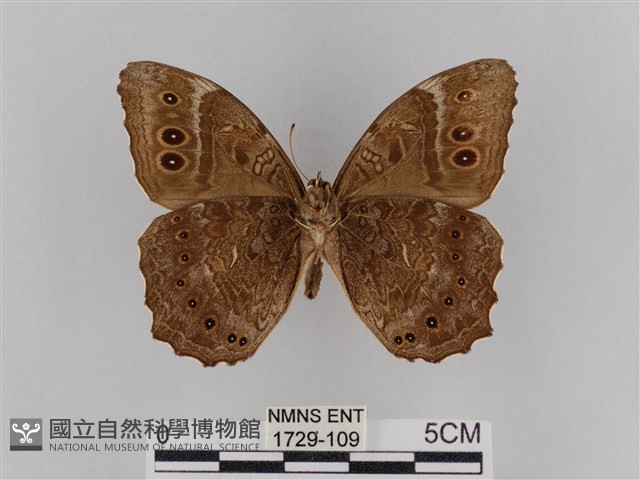褐翅蔭眼蝶藏品圖，第2張