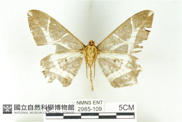 樹形尺蛾藏品圖，第2張