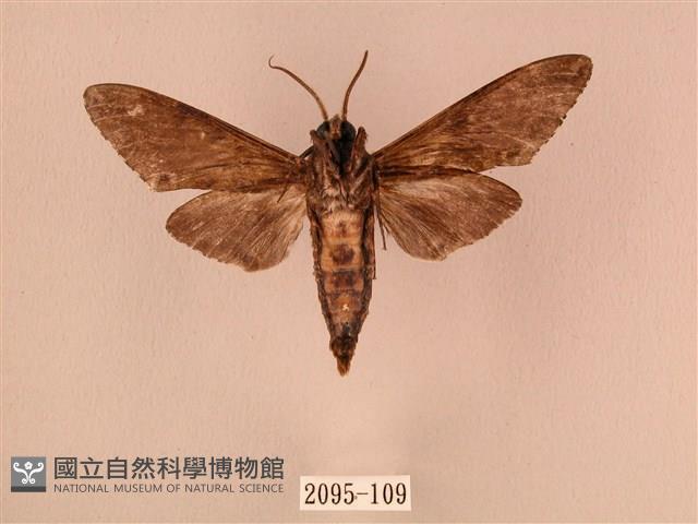 白星天蛾藏品圖，第2張