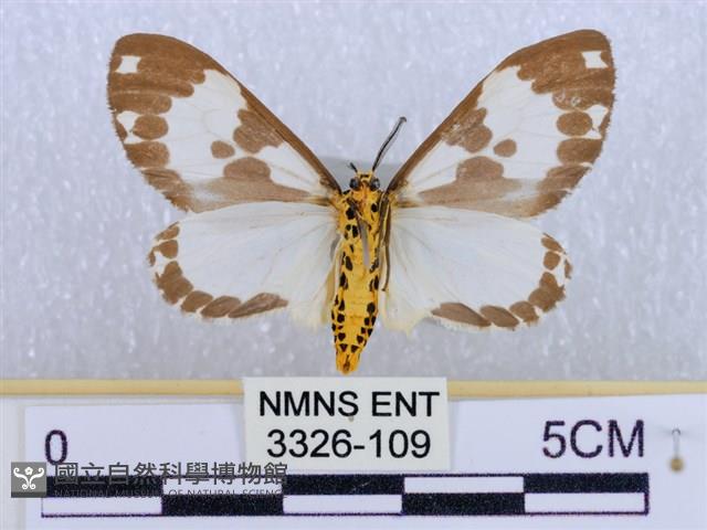 後凸蝶燈蛾藏品圖，第2張