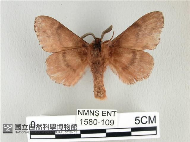 臺灣鋸紋枯葉蛾藏品圖，第2張