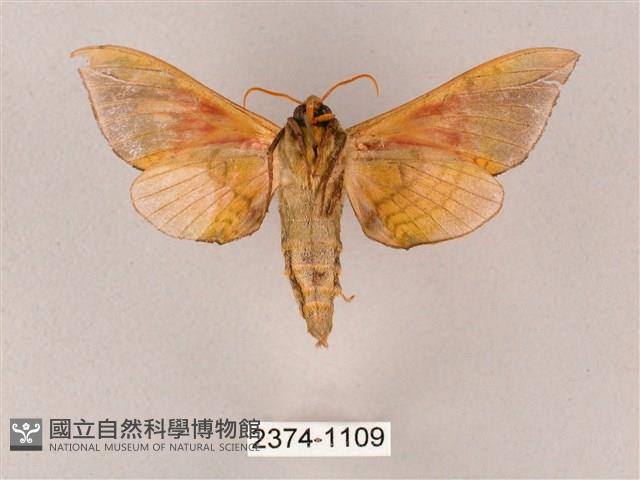 榆綠天蛾藏品圖，第2張