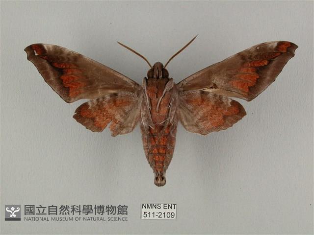 全緣缺角天蛾藏品圖，第2張