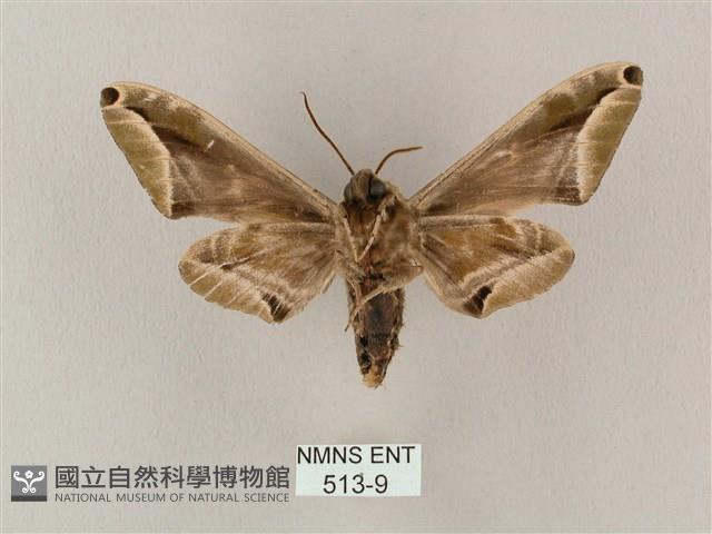 白點天蛾 藏品圖，第2張