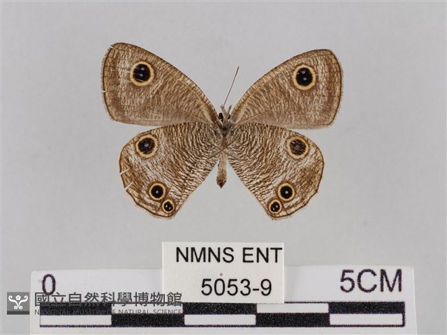 密紋波眼蝶藏品圖，第2張