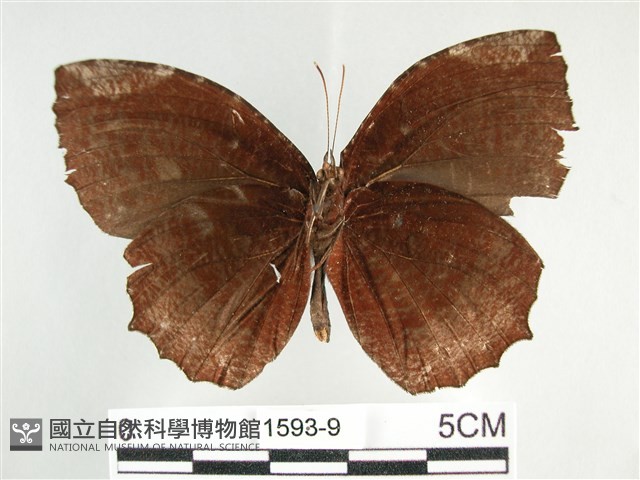 藍紋鋸眼蝶藏品圖，第2張
