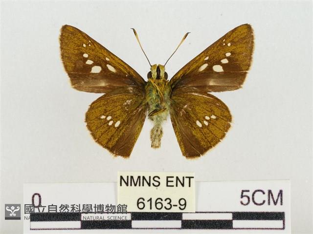 長紋禪弄蝶藏品圖，第2張