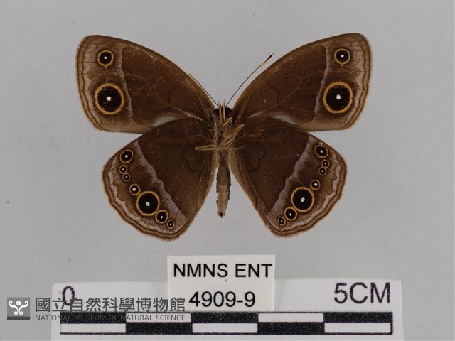 紫帶眉眼蝶藏品圖，第2張