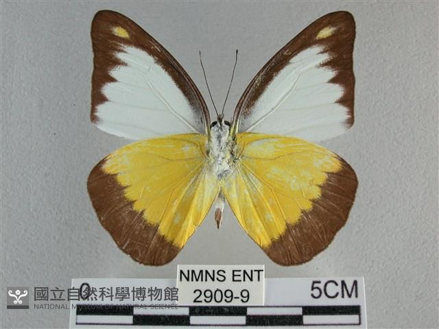 異色尖粉蝶藏品圖，第2張