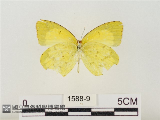 星黃蝶藏品圖，第2張