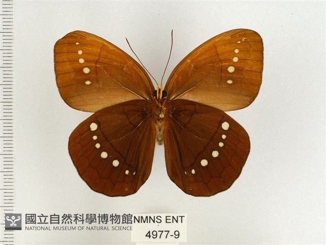 串珠環蝶藏品圖，第2張