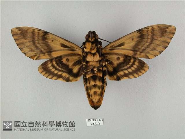鬼臉天蛾藏品圖，第2張
