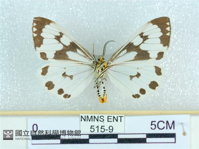 粉蝶燈蛾藏品圖，第2張