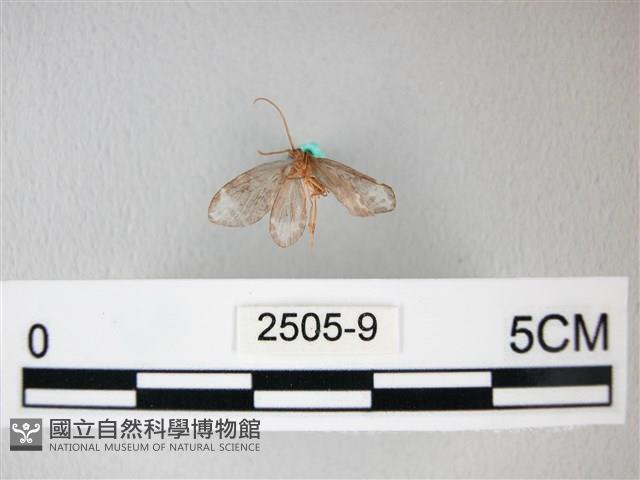 臺灣卵翅蛾藏品圖，第2張