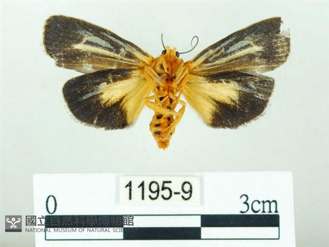 黃肩奇蛾藏品圖，第2張