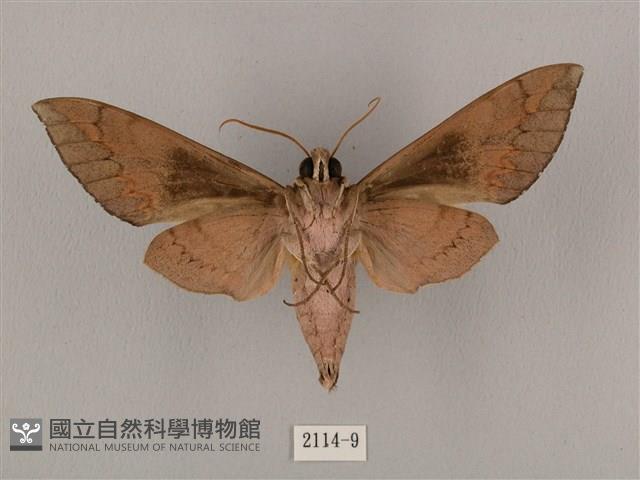 盾天蛾藏品圖，第2張