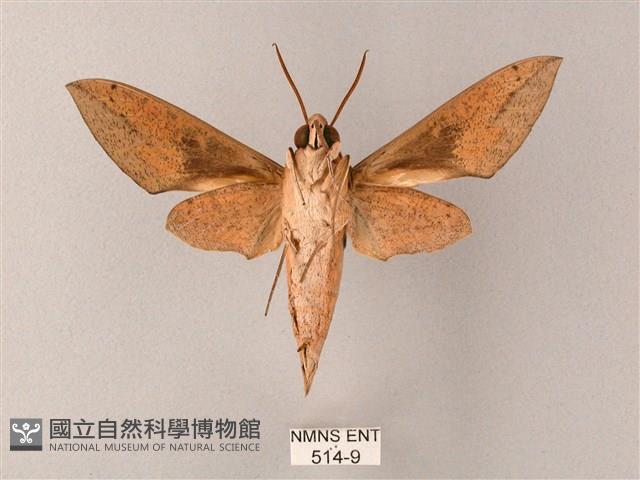 藏斜紋天蛾藏品圖，第2張