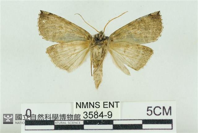 基黑新波紋蛾藏品圖，第2張