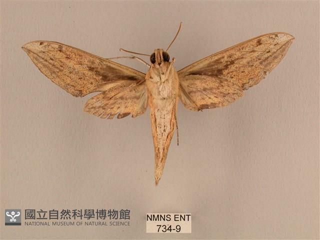 背線天蛾藏品圖，第2張