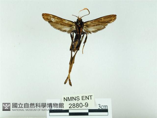 長腳大織蛾藏品圖，第2張