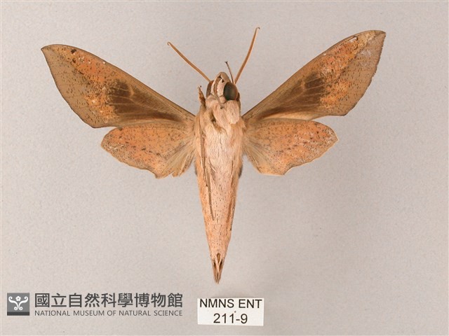 藏斜紋天蛾藏品圖，第2張