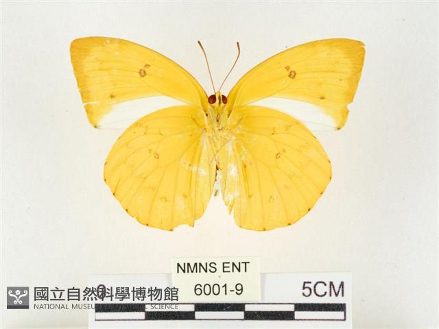 黃裙遷粉蝶藏品圖，第2張
