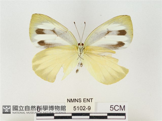 飛龍白粉蝶藏品圖，第2張