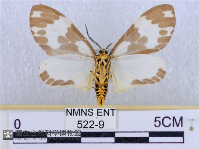 後凸蝶燈蛾藏品圖，第2張