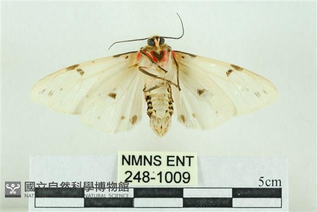 菊池污燈蛾藏品圖，第2張