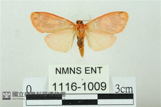 三色豔苔蛾藏品圖，第2張