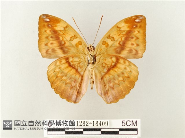 瑙蛺蝶藏品圖，第2張