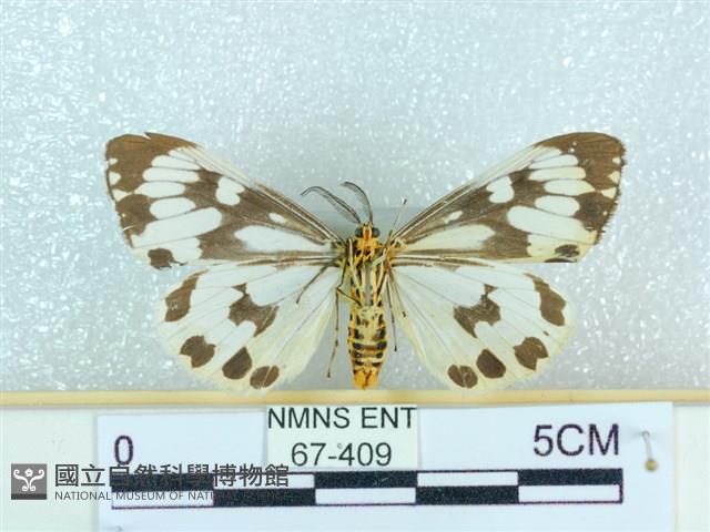 粉蝶燈蛾藏品圖，第2張