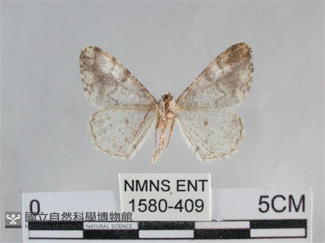 雙峰霜尺蛾藏品圖，第2張