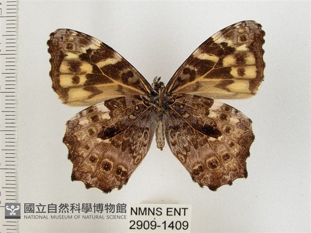 黃斑蔭眼蝶藏品圖，第2張
