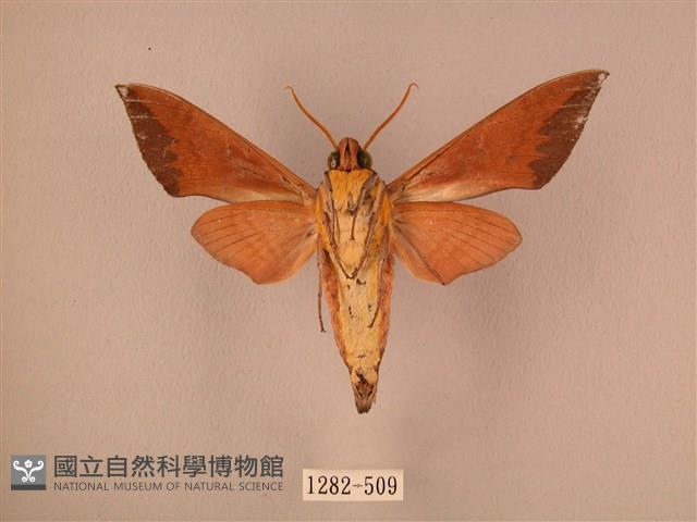 赭色斜帶天蛾藏品圖，第2張