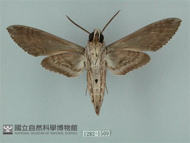 蝦殼天蛾藏品圖，第2張