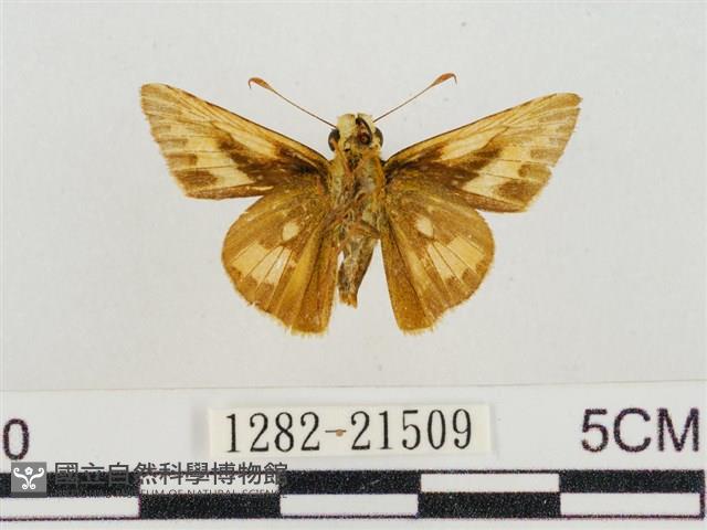 熱帶橙斑弄蝶藏品圖，第2張